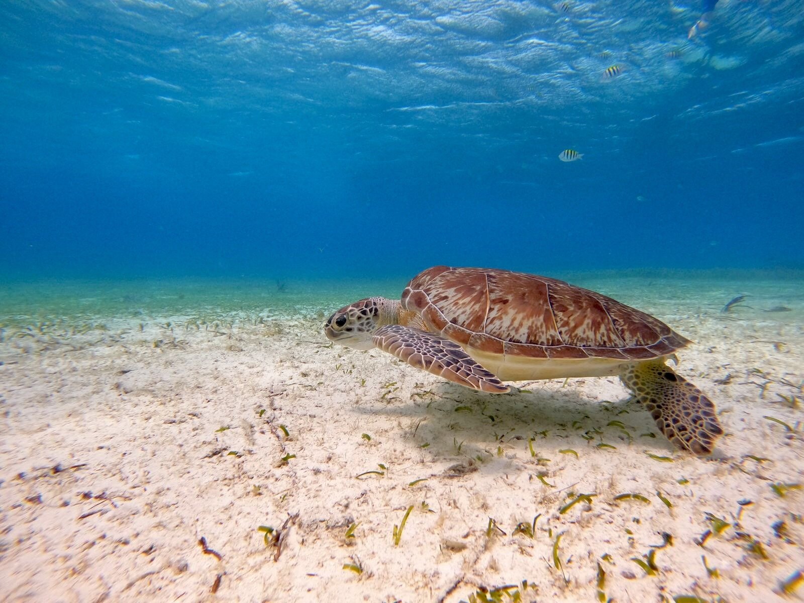 El-cielo-cozumel-photo