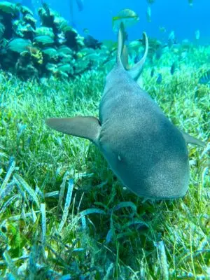 requin-nourrice-cozumel-image