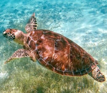 Akumal-lagune-tortues-image