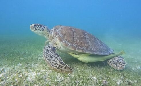 Akumal-tortues-lagune-image