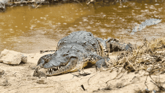 Crocodile-jungle-extreme-nature-image
