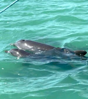Dauphin-biosphere-sian-kaan-image