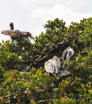 Oiseaux-sian-kaan-biosphere-nature-image