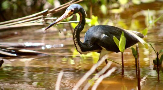Oiseaux-sian-kaan-nature-image