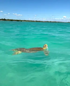 Tortues-punta-allen-tulum-image.jpeg