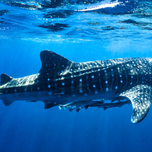 Excursion Snorkeling et Nager Avec Les Requins Baleines