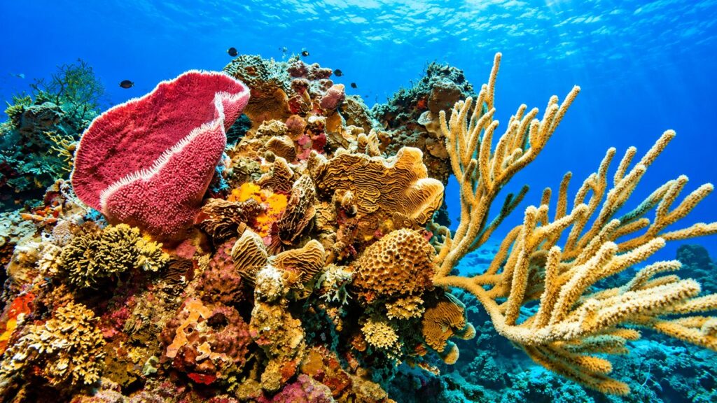 Récif corallien tropical avec une éponge rose, des coraux ramifiés et des poissons dans les eaux bleues de la mer des Caraïbes.