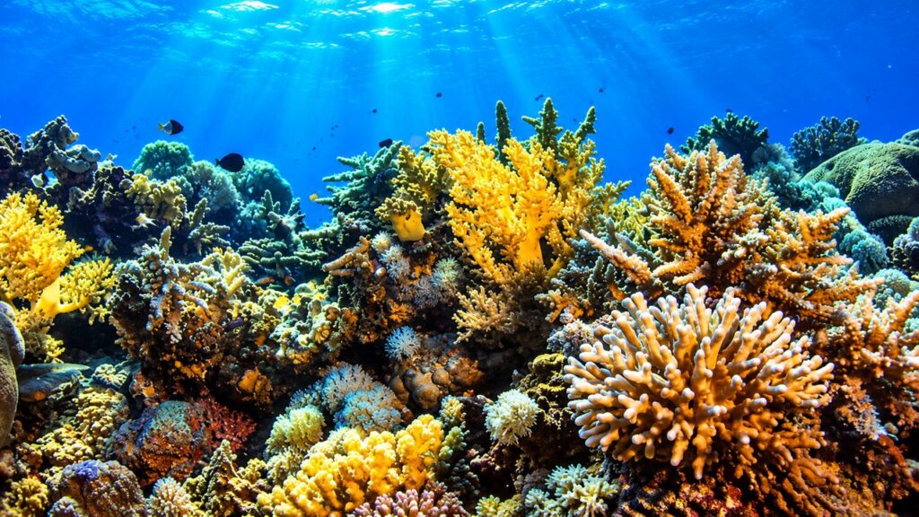 Récif corallien tropical aux couleurs éclatantes, avec des poissons exotiques dans les eaux cristallines de la mer des Caraïbes.