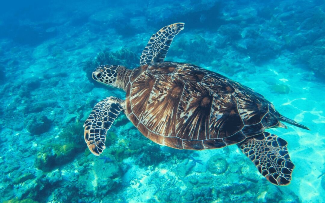 Les 5 Meilleurs Sites de Plongée en Apnée à Cozumel : Récifs, Tortues, Raies et Étoiles de Mer