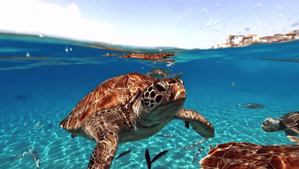 Tortues à El Cielo, Cozumel