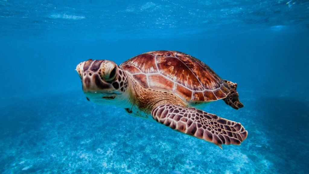 Tortues à El Cielo, Cozumel