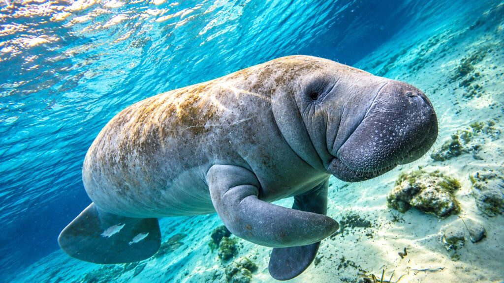Lamantin nageant dans les eaux cristallines de la Riviera Maya, au Mexique, lors d'une excursion à Sian Ka'an.