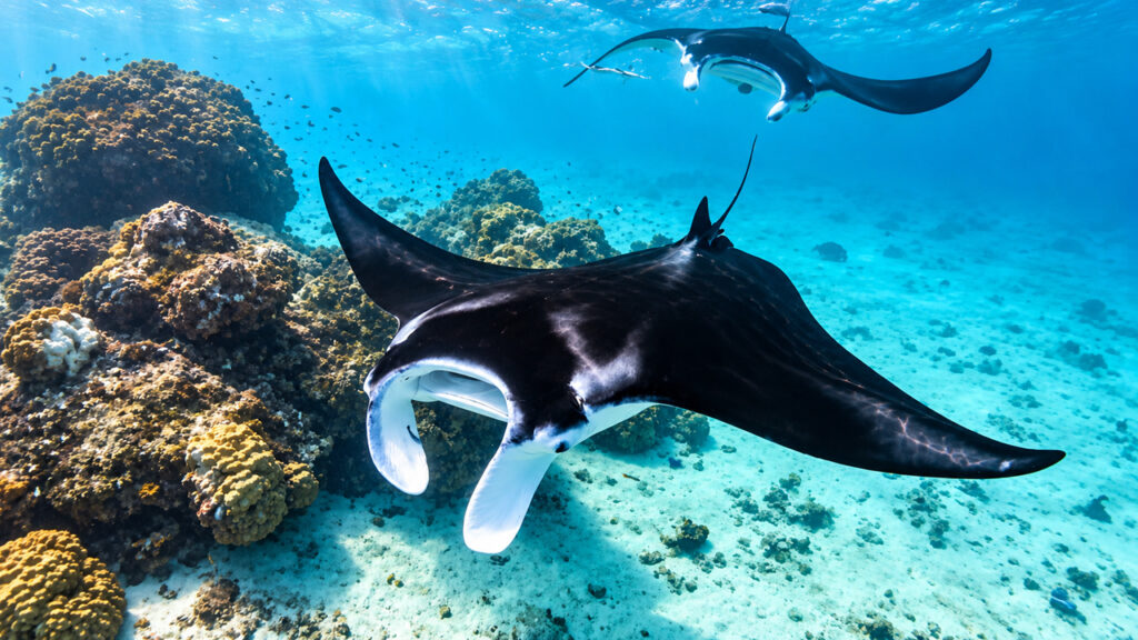 Deux raies manta nageant dans les eaux turquoise au-dessus d'un récif corallien.