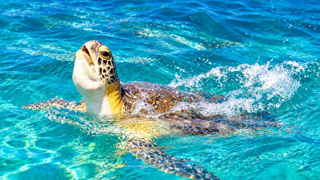 Tortue marine remontant à la surface dans les eaux turquoise
