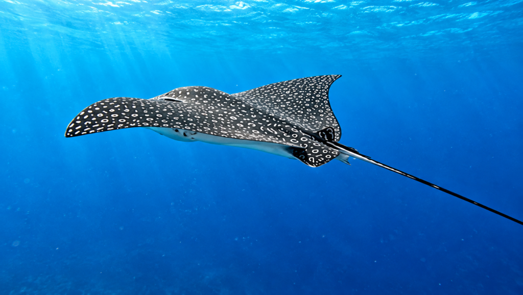 Raie aigle tachetée nageant dans les eaux turquoise de Cozumel au Mexique lors d'une excursion de plongée sous-marine.