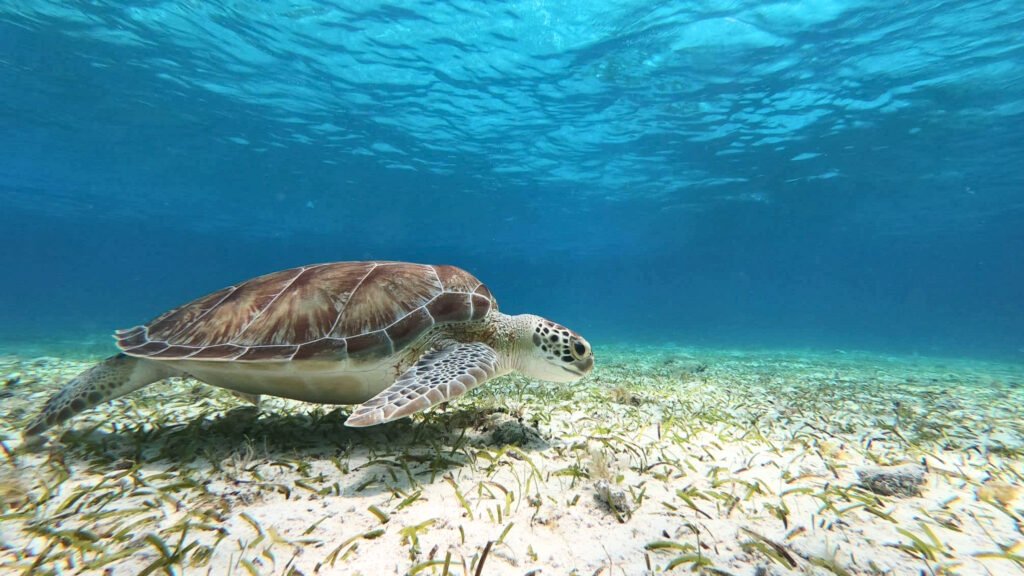 Tortues à El Cielo, Cozumel