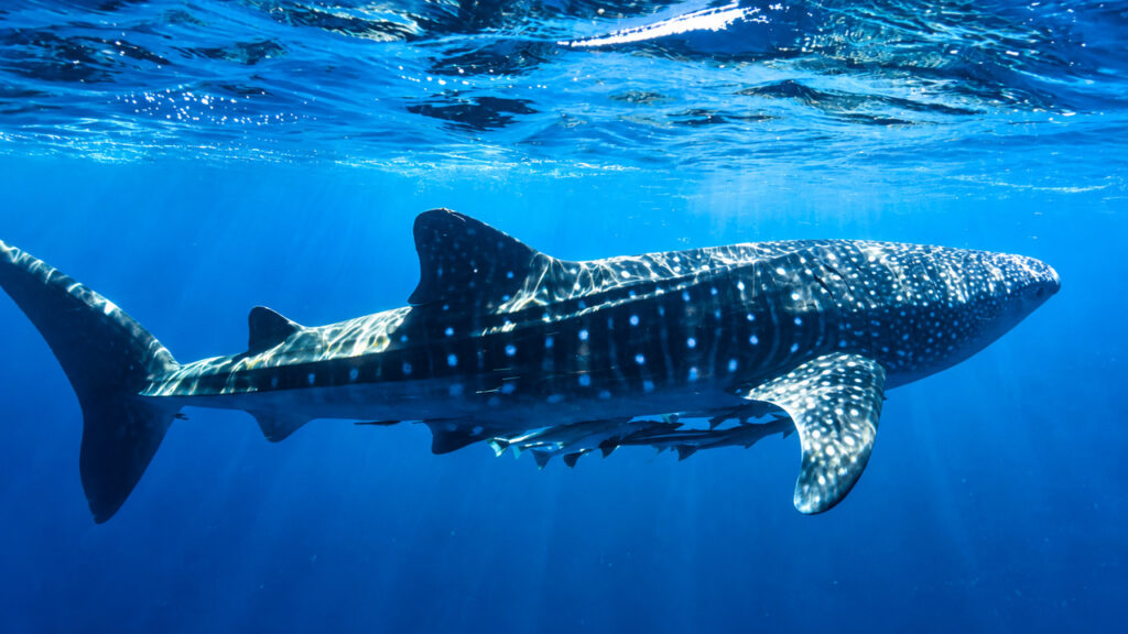 Snorkeling avec un requin-baleine au Mexique
