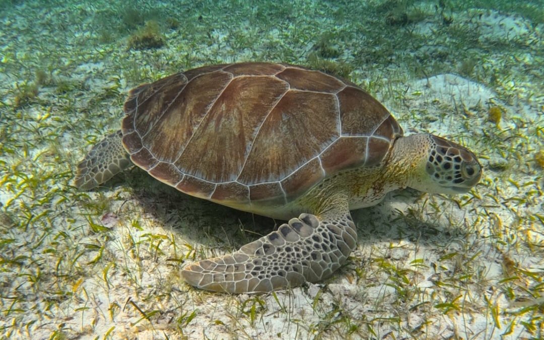 Nager avec les tortues à Playa del Carmen en 2025