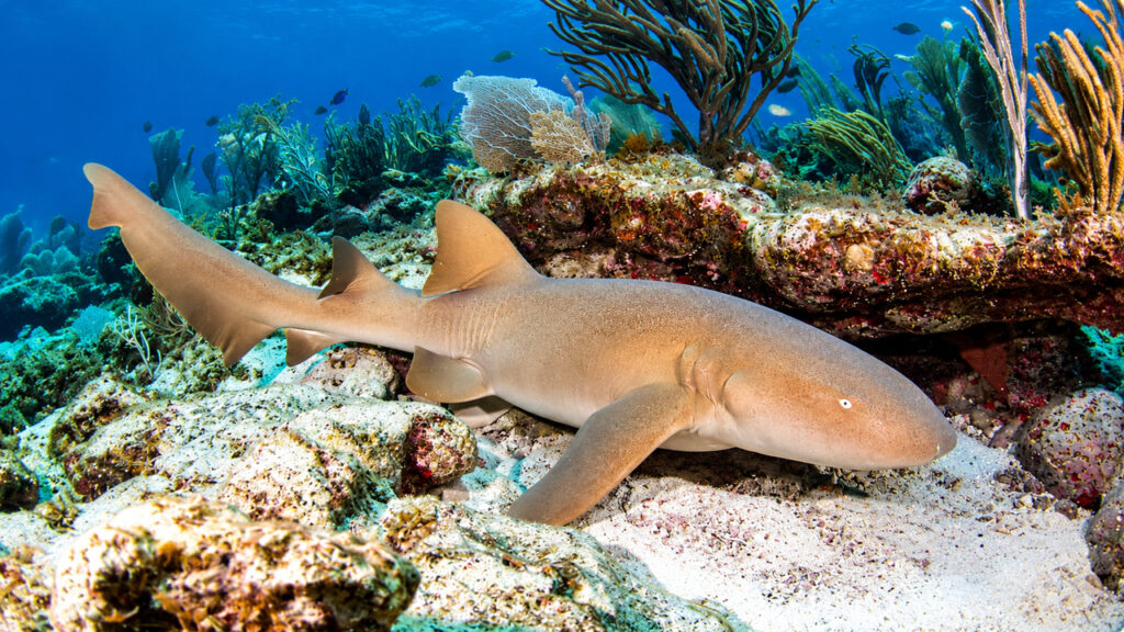 Requin nourrice au repos sur les fonds marins près d'un récif corallien dans les eaux turquoise de Cozumel au Mexique.